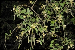 Cadaba fruticosa